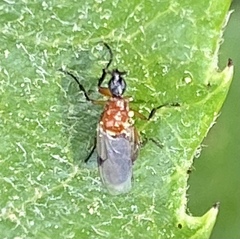 Dilophus occipitalis