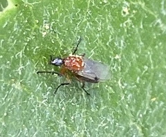 Dilophus occipitalis