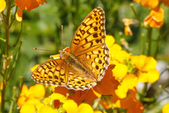 Speyeria coronis