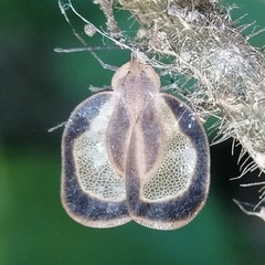 Eurypharsa nobilis