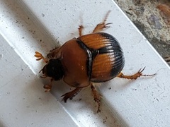 Bolbocerosoma bruneri