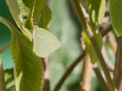 Catopsilia pomona