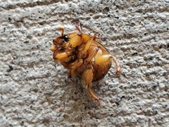 Bolbocerosoma bruneri