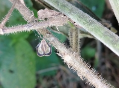 Eurypharsa nobilis