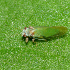 Psylla buxi