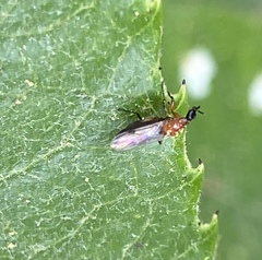 Dilophus occipitalis