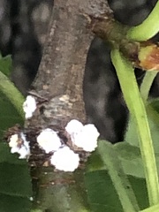 Phenacoccus dearnessi