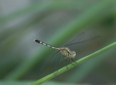 Diplacodes trivialis