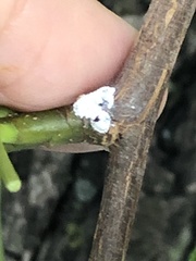 Phenacoccus dearnessi