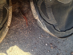 Morethia ruficauda ruficauda