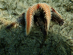 Astropecten polyacanthus