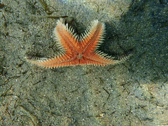Astropecten polyacanthus