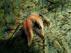 Astropecten polyacanthus