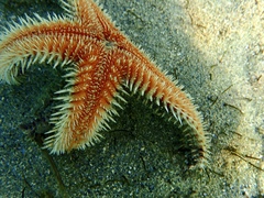 Astropecten polyacanthus