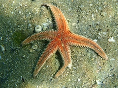 Astropecten polyacanthus