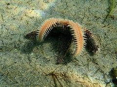 Astropecten polyacanthus