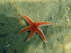 Astropecten polyacanthus