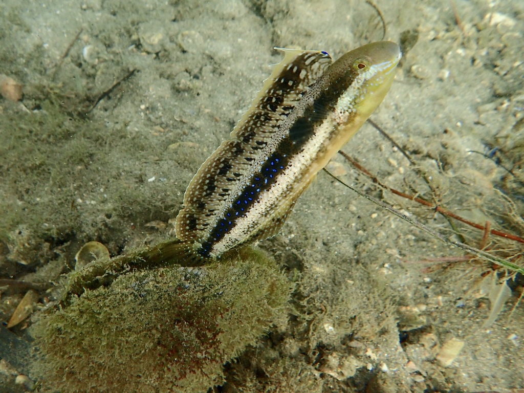 Petroscirtes