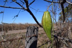 Araujia angustifolia
