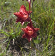 Gladiolus emiliae