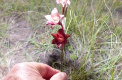 Gladiolus emiliae