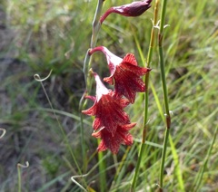 Gladiolus emiliae