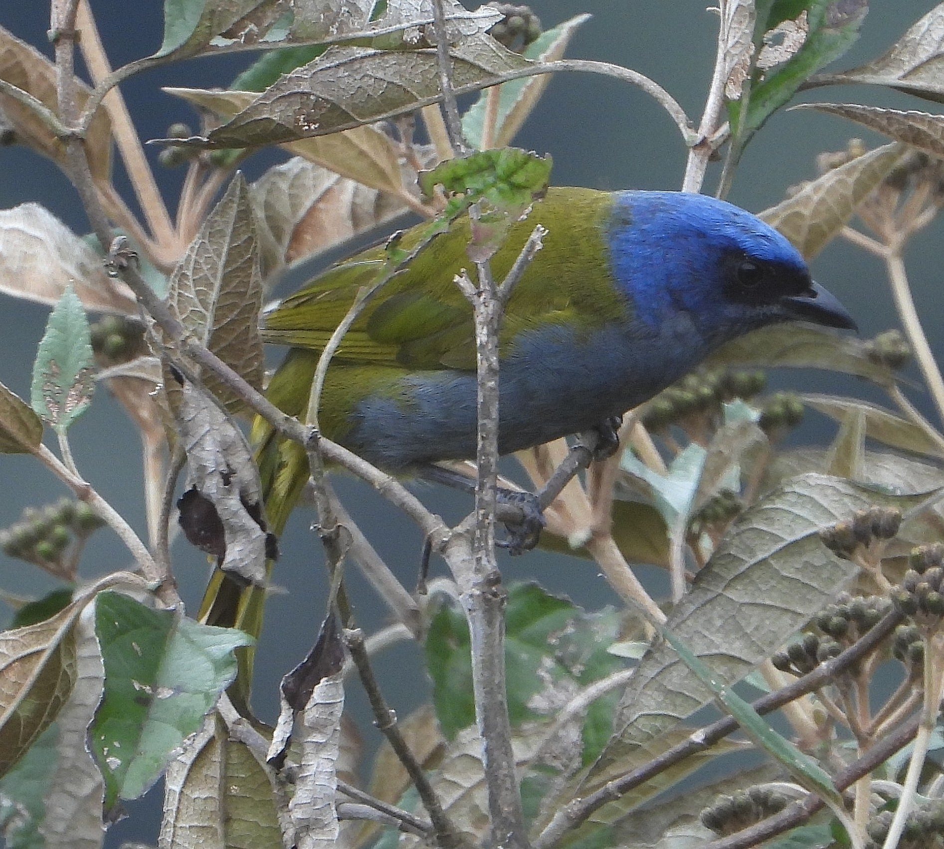 Sporathraupis cyanocephala image