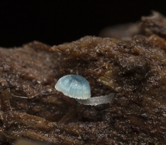 Mycena cyanocephala