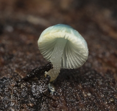 Mycena cyanocephala