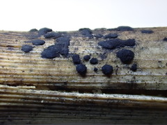 Arthrinium puccinioides