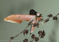 Adhemarius eurysthenes