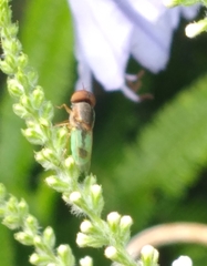 Hedriodiscus trivittatus