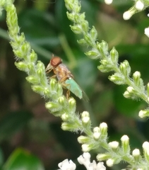 Hedriodiscus trivittatus