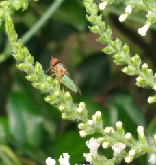 Hedriodiscus trivittatus