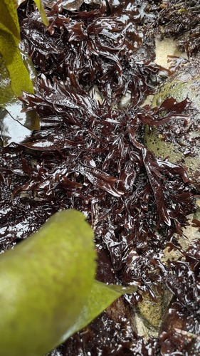 Image of Mastocarpus jardinii by (c) Allison Gong, some rights reserved (CC BY)