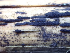 Arthrinium puccinioides