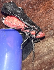 Poiocerinae