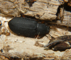Haplandrus fulvipes