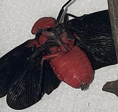 Poiocerinae