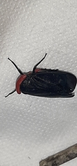 Poiocerinae
