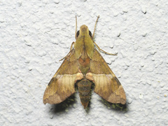 Angonyx testacea