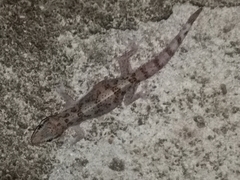 Hemidactylus angulatus