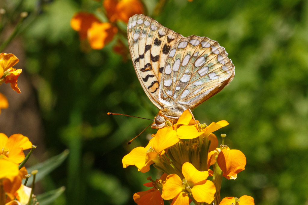 Coronis Fritillary