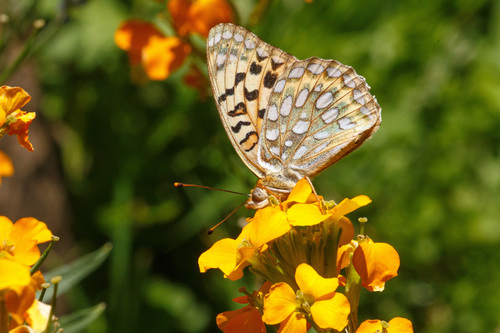 Coronis Fritillary