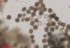 Arthrinium puccinioides