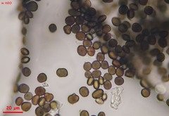 Arthrinium puccinioides