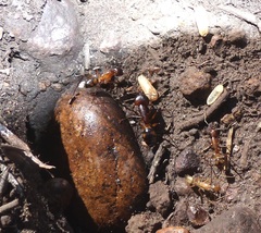 Camponotus maculatus