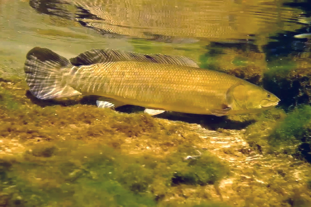 Bowfins