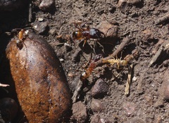 Camponotus maculatus
