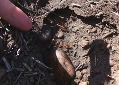 Camponotus maculatus